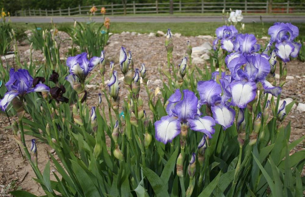 Photo of Tall Bearded Iris (Iris 'Dotted Swiss') uploaded by KentPfeiffer