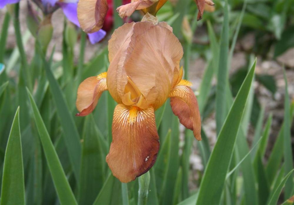 Photo of Tall Bearded Iris (Iris 'Copper Lustre') uploaded by KentPfeiffer