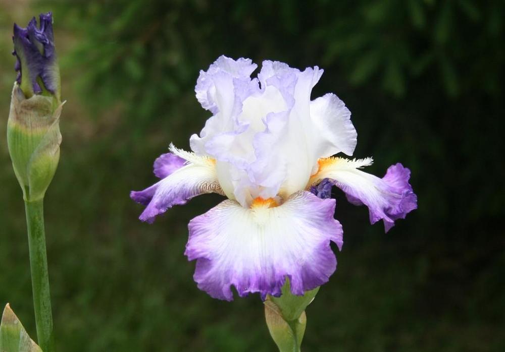 Photo of Tall Bearded Iris (Iris 'Conjuration') uploaded by KentPfeiffer