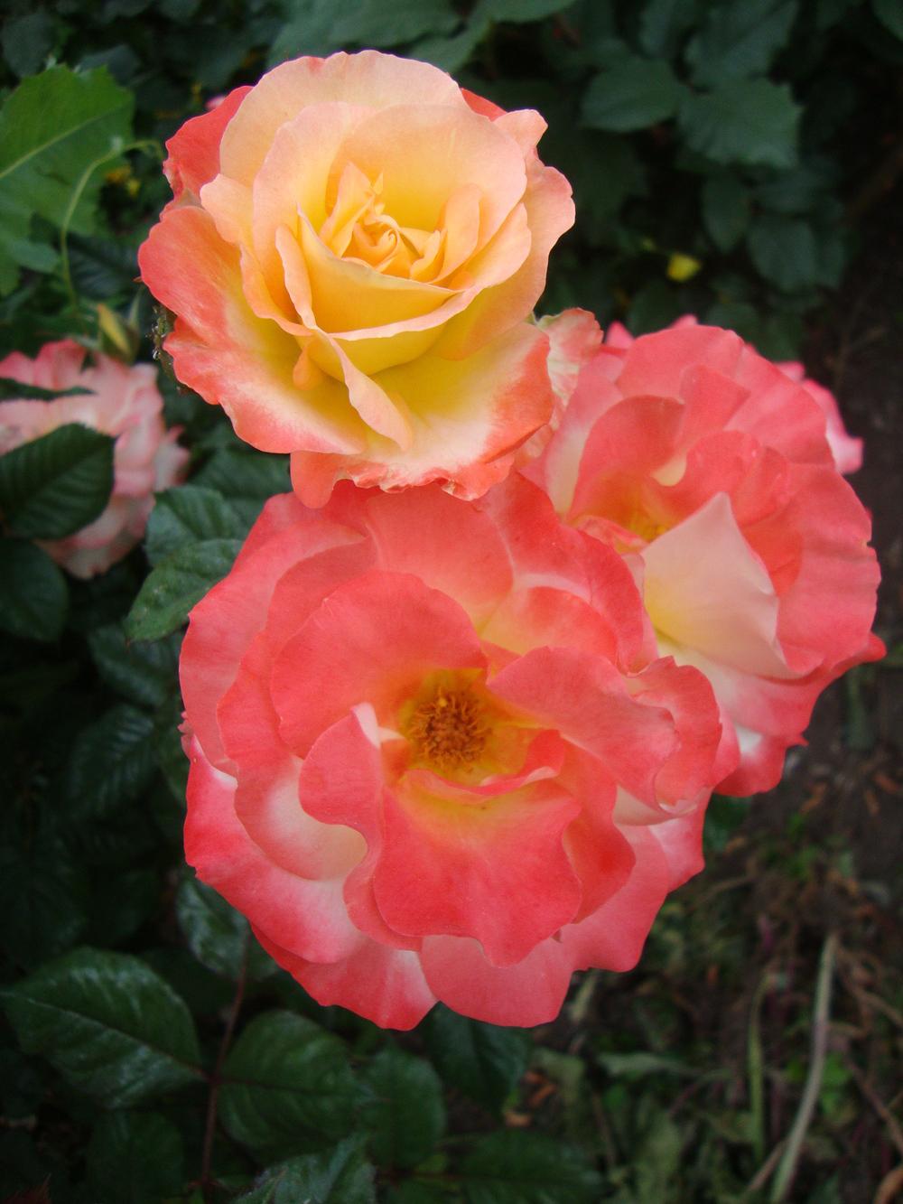 Photo of Rose (Rosa 'Chihuly') uploaded by Paul2032