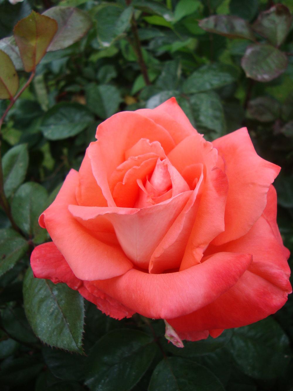 Photo of Rose (Rosa 'Cary Grant') uploaded by Paul2032