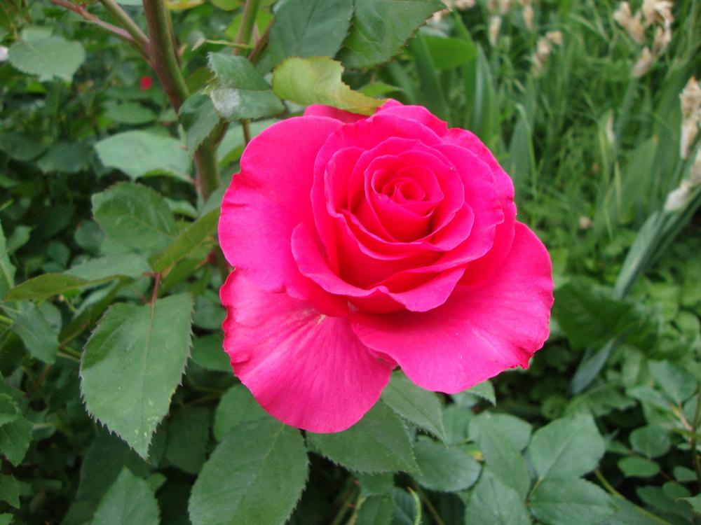 Photo of Rose (Rosa 'Fame!') uploaded by Paul2032