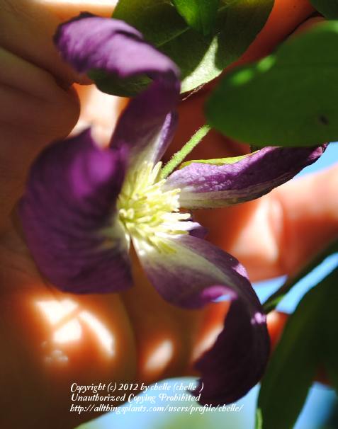 Photo of Clematis (Clematis viticella 'Little Bas') uploaded by chelle