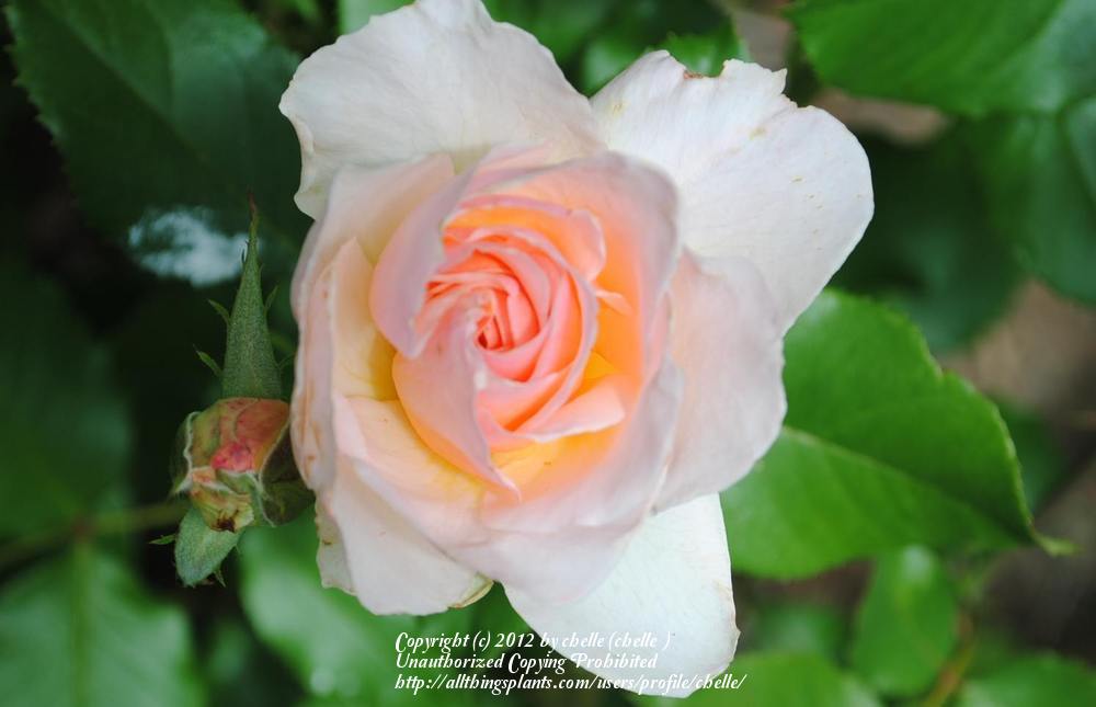 Photo of Rose (Rosa 'Johann Strauss') uploaded by chelle