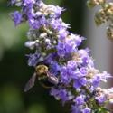 Feeding and Attracting Honey Bees