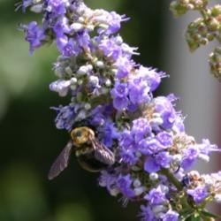 Location: Jacksonville, TX
Date: 2012-06-06
Bumblebee #Pollination