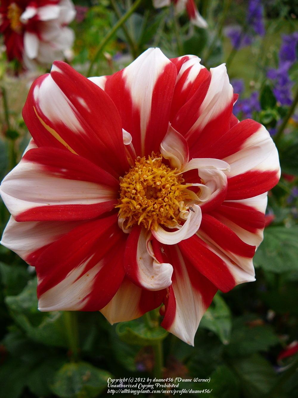 Photo of Dahlia 'Fire and Ice' uploaded by duane456