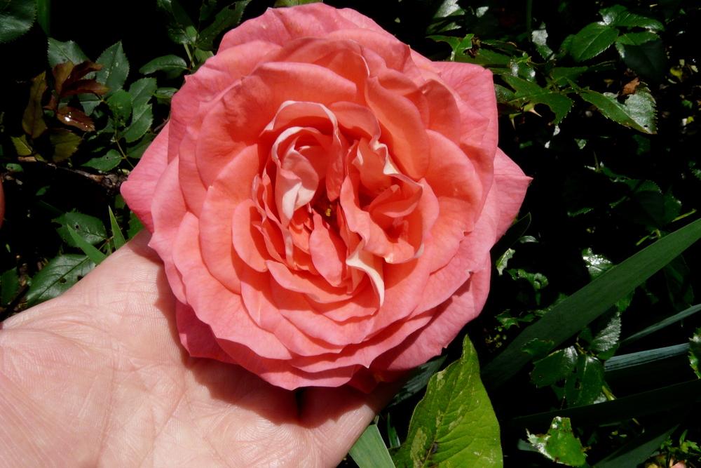 Photo of Rose (Rosa 'Summer Sun') uploaded by kassiap