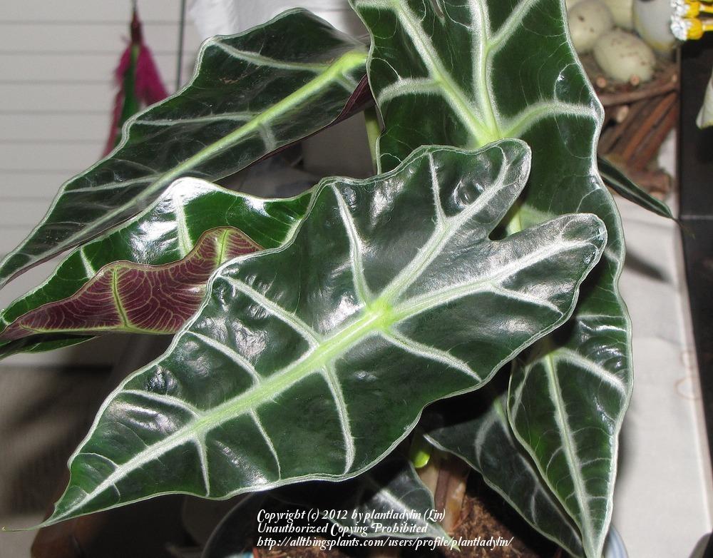 Photo of African Mask (Alocasia 'Polly') uploaded by plantladylin