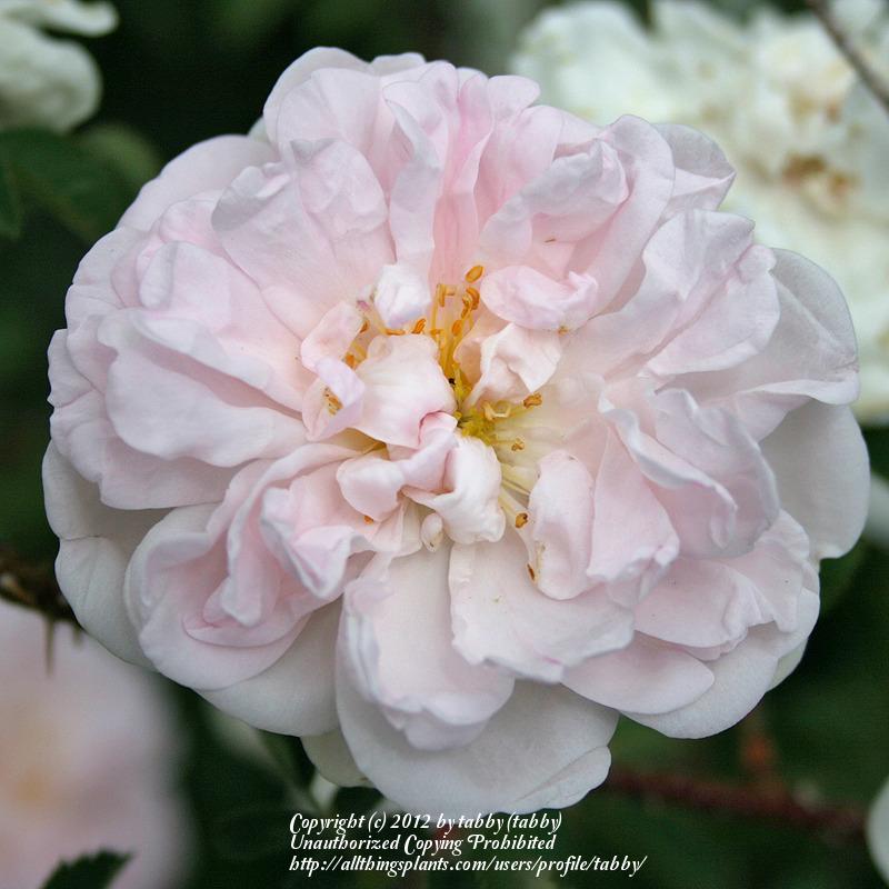 Photo of Rose (Rosa 'Stanwell Perpetual') uploaded by tabby