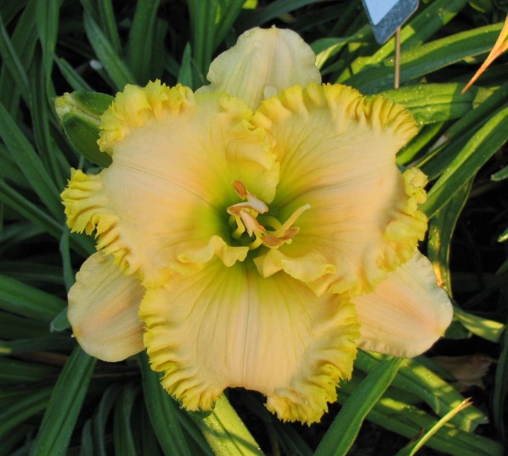 Photo of Daylily (Hemerocallis 'King's Golden Crown') uploaded by tink3472