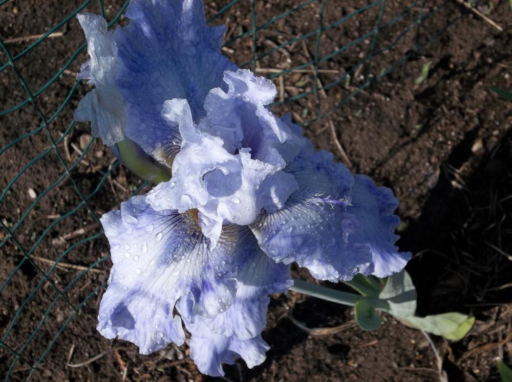 Photo of Tall Bearded Iris (Iris 'Ty Blue') uploaded by ves