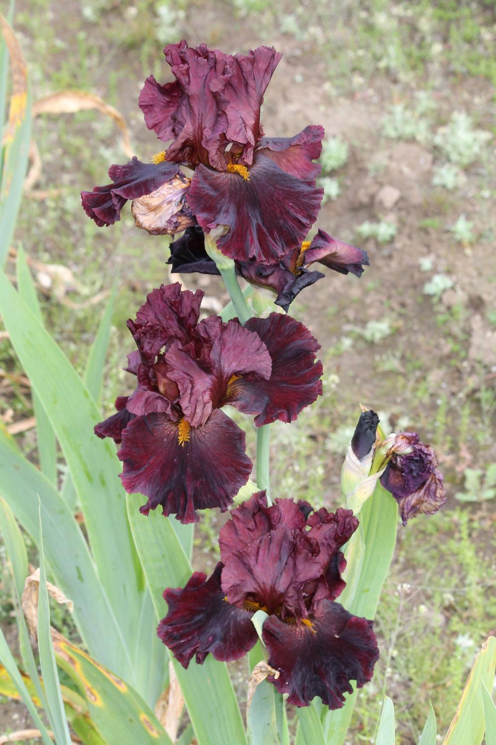 Photo of Tall Bearded Iris (Iris 'Hearty Burgundy') uploaded by ARUBA1334