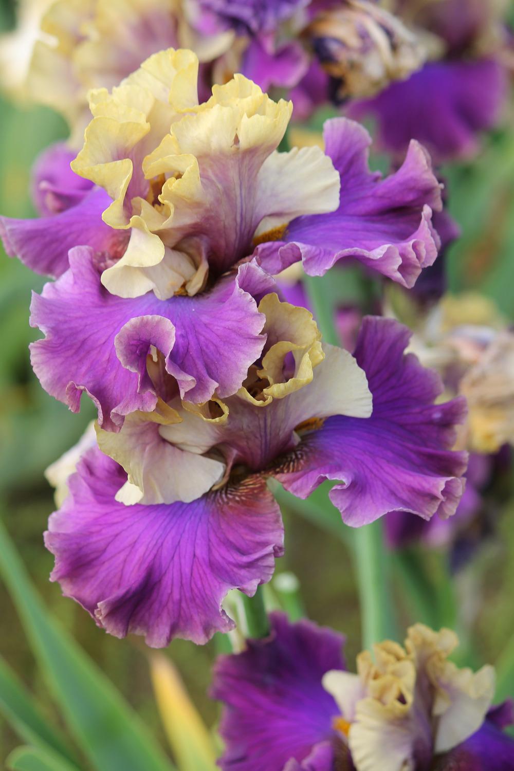 Photo of Tall Bearded Iris (Iris 'Café d'Amour') uploaded by ARUBA1334