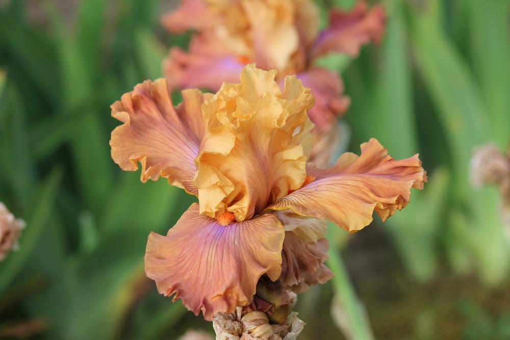 Photo of Tall Bearded Iris (Iris 'Candy Colours') uploaded by ARUBA1334
