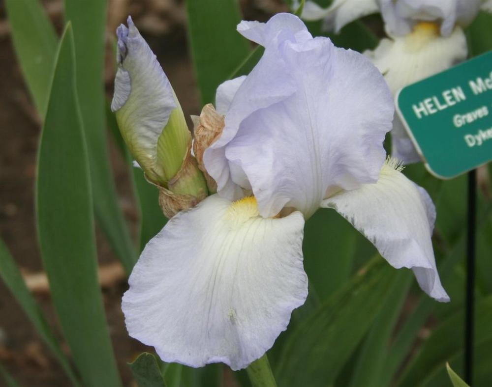 Photo of Tall Bearded Iris (Iris 'Helen McGregor') uploaded by KentPfeiffer