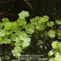 Location: my pond, Gent, Belgium
Date: 2012-06-02