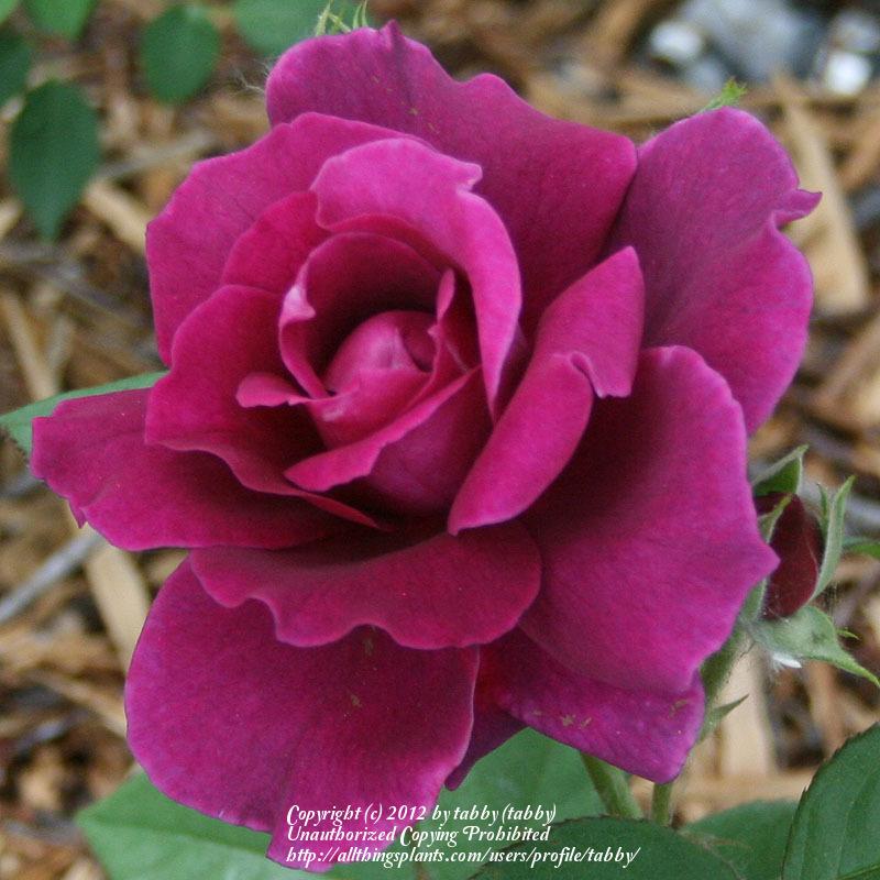 Photo of Rose (Rosa 'Intrigue') uploaded by tabby