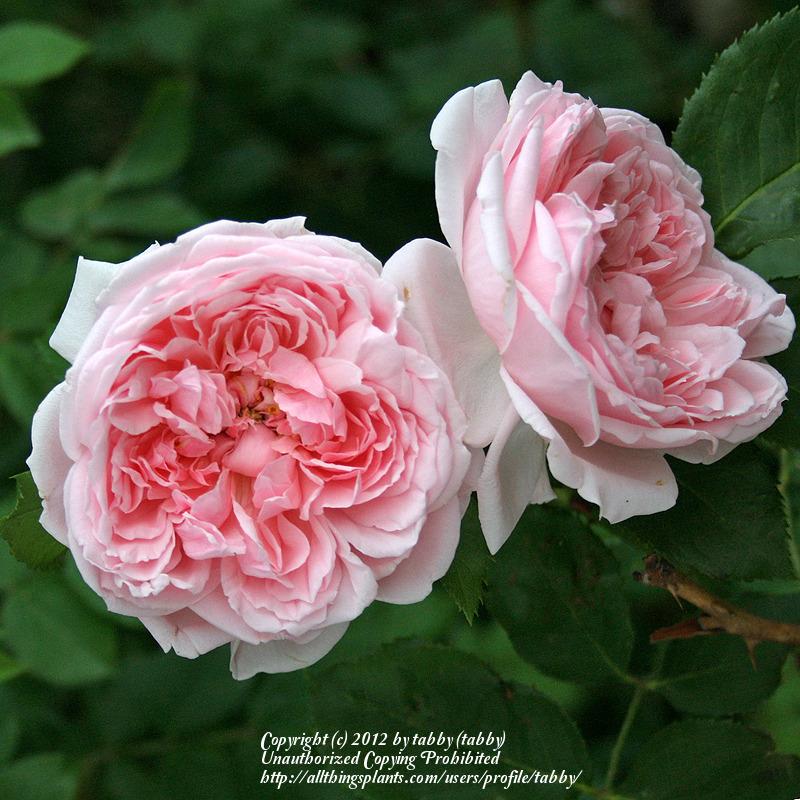 Photo of English Shrub Rose (Rosa 'Kathryn Morley') uploaded by tabby