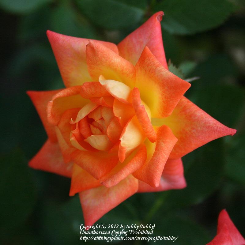 Photo of Rose (Rosa 'Hot Tamale') uploaded by tabby