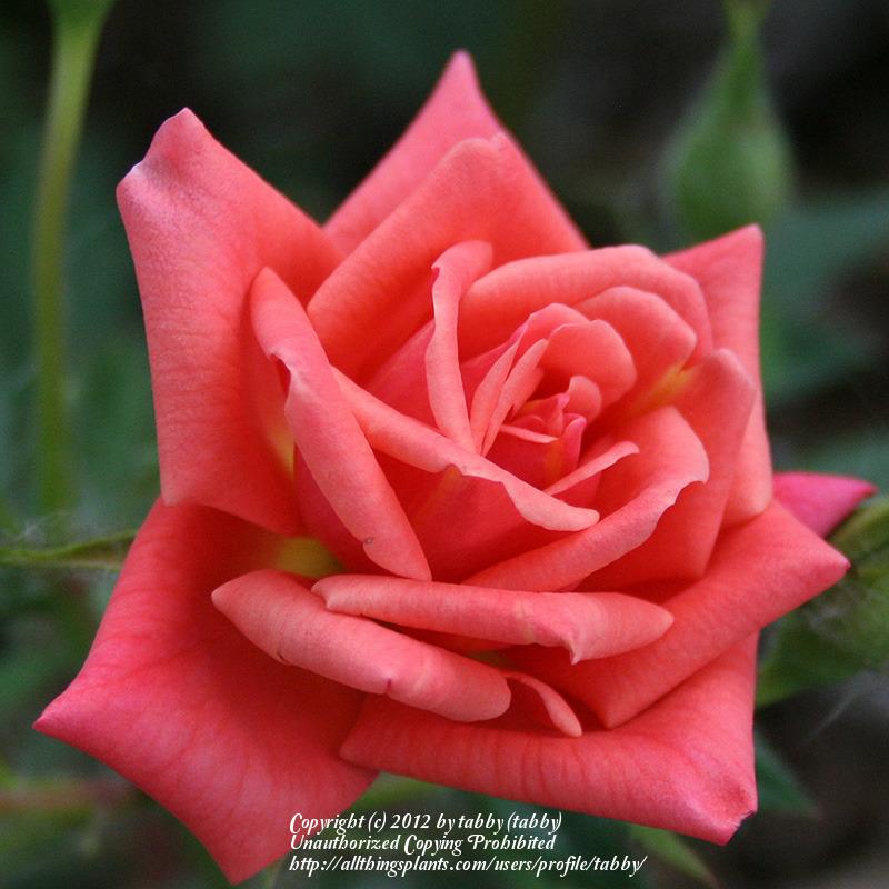 Photo of Rose (Rosa 'Queen City') uploaded by tabby
