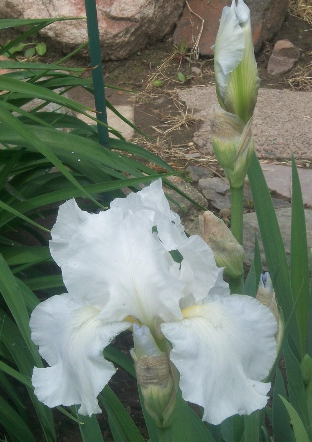 Photo of Tall Bearded Iris (Iris 'Immortality') uploaded by ves