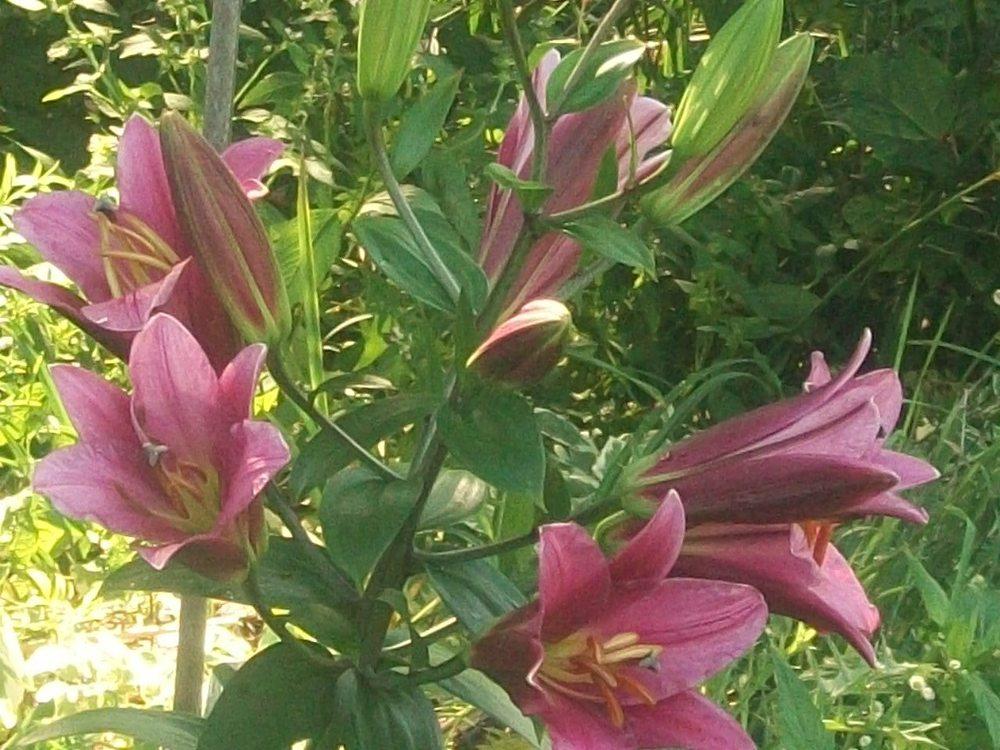 Photo of Lily (Lilium 'Purple Prince') uploaded by ves