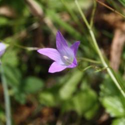 Location: Aquitania (France)
Date: 2012-06-08
Growing wild in the garden