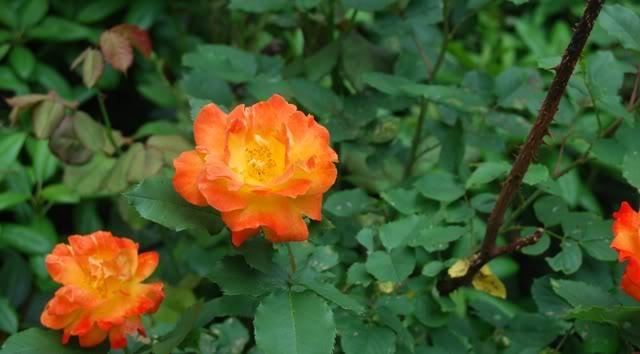 Photo of Rose (Rosa 'Pinata') uploaded by Cinta