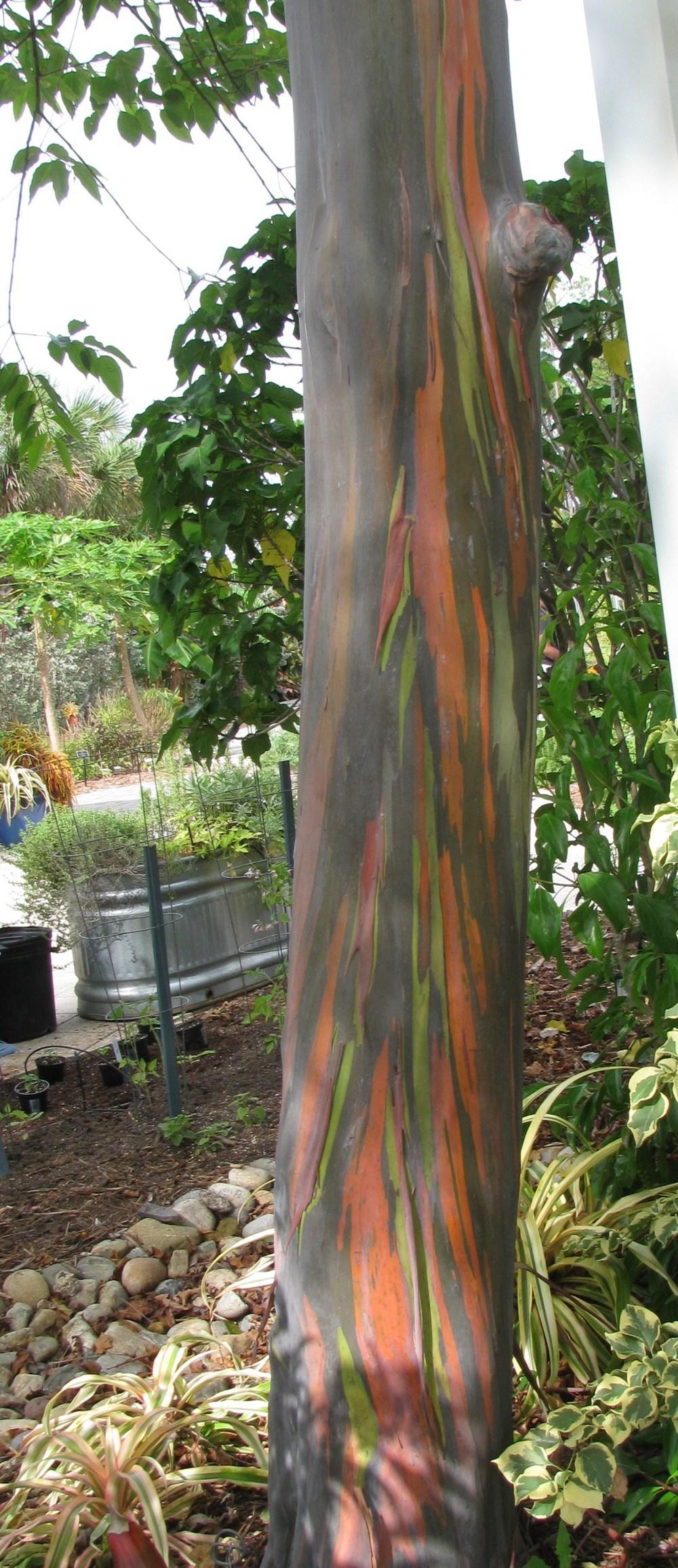 Photo of Rainbow Eucalyptus (Eucalyptus deglupta) uploaded by Dutchlady1