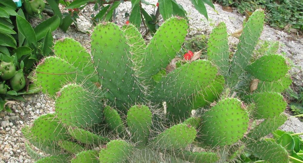 Photo of Florida Semaphore Cactus (Consolea corallicola) uploaded by Dutchlady1