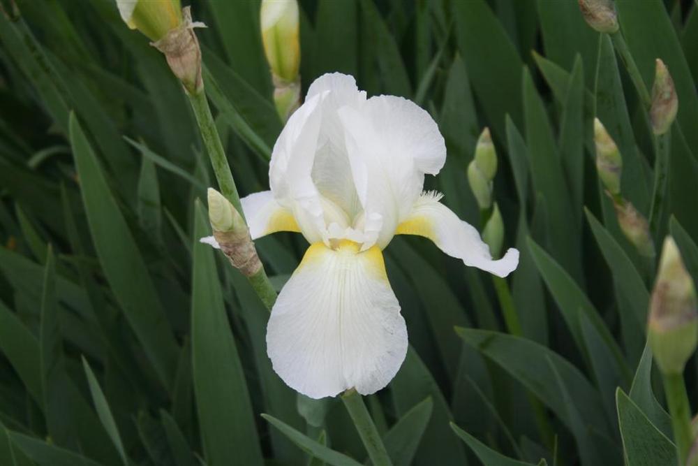 Photo of Tall Bearded Iris (Iris 'Jake') uploaded by KentPfeiffer