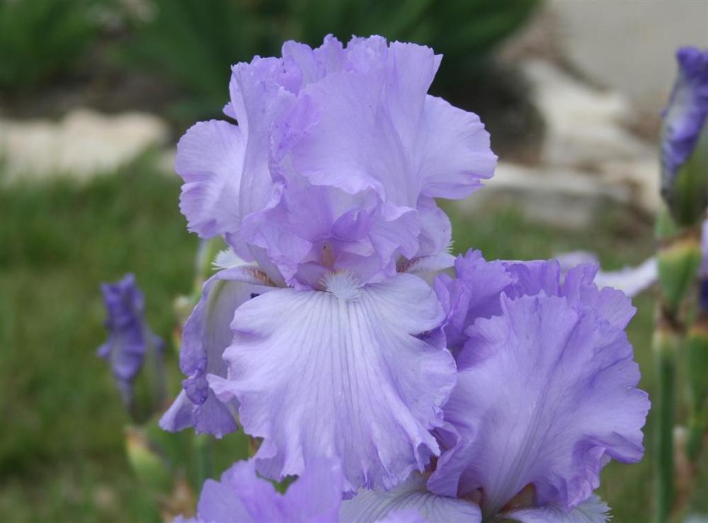 Photo of Tall Bearded Iris (Iris 'Mary Frances') uploaded by KentPfeiffer