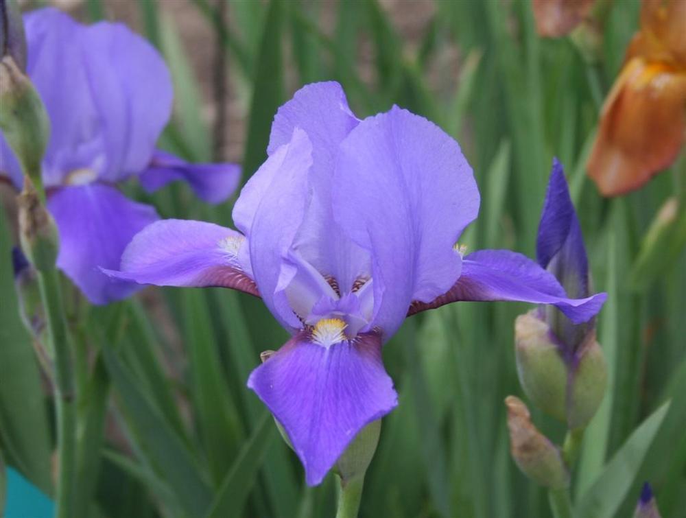 Photo of Tall Bearded Iris (Iris 'Missouri') uploaded by KentPfeiffer