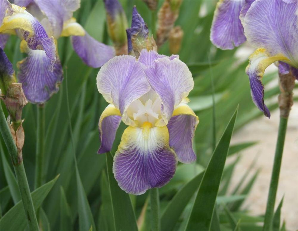 Photo of Tall Bearded Iris (Iris 'Moonlit Sea') uploaded by KentPfeiffer