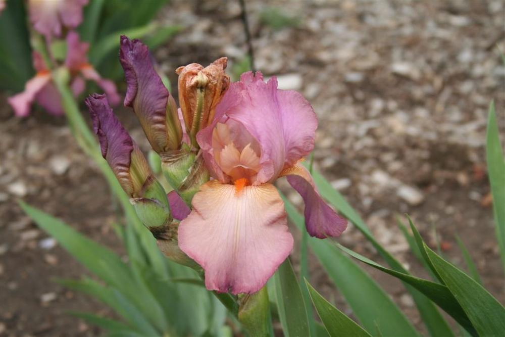 Photo of Tall Bearded Iris (Iris 'Mary Randall') uploaded by KentPfeiffer