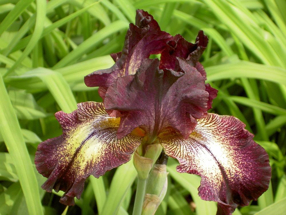 Photo of Tall Bearded Iris (Iris 'Starlight Sonata') uploaded by Muddymitts