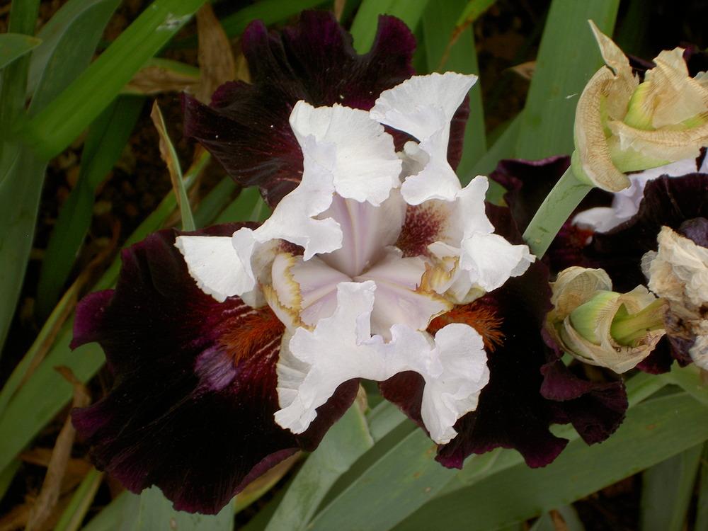 Photo of Tall Bearded Iris (Iris 'Starring') uploaded by Muddymitts