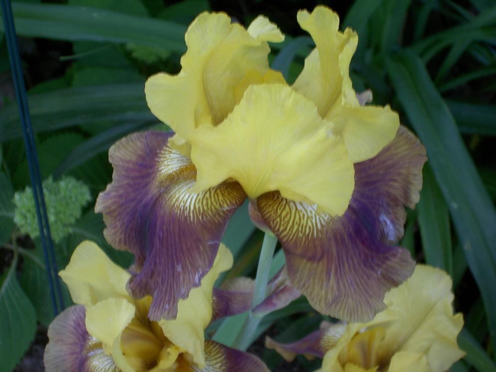 Photo of Tall Bearded Iris (Iris 'Cheshire Cat') uploaded by Muddymitts