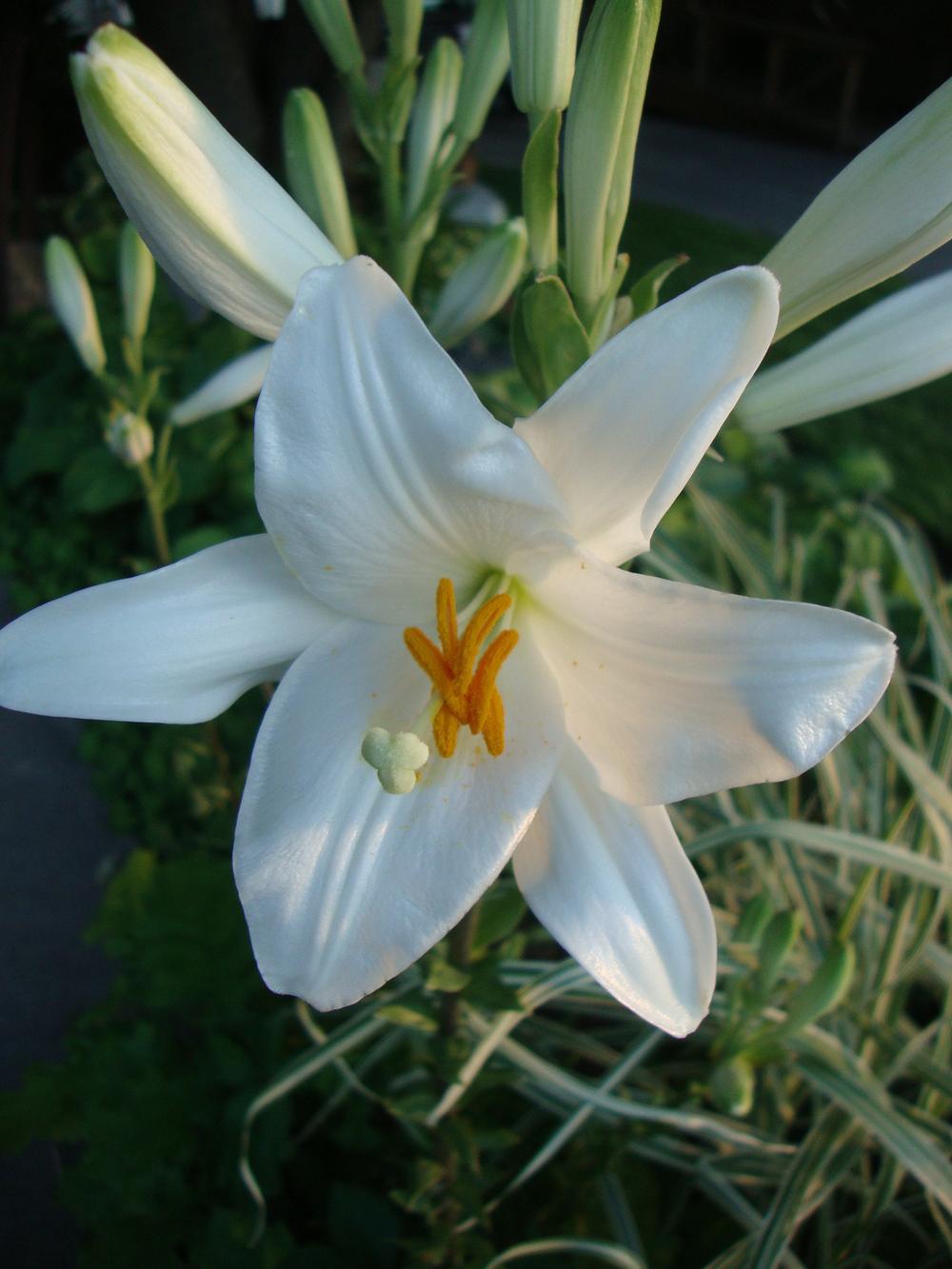 Photo of Lily (Lilium candidum) uploaded by Paul2032