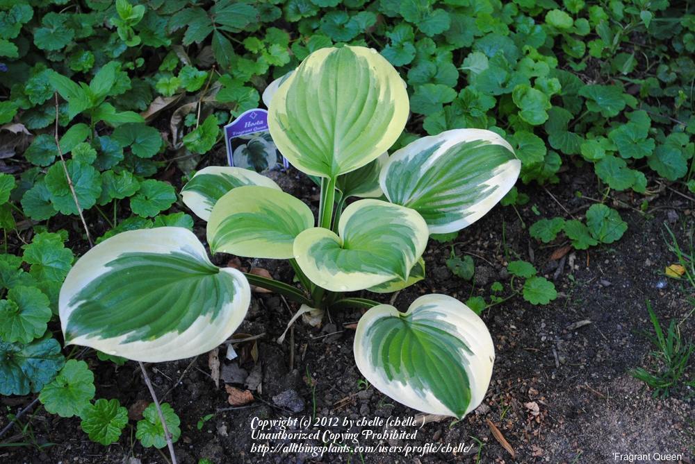 Photo of Hosta 'Fragrant Queen' uploaded by chelle
