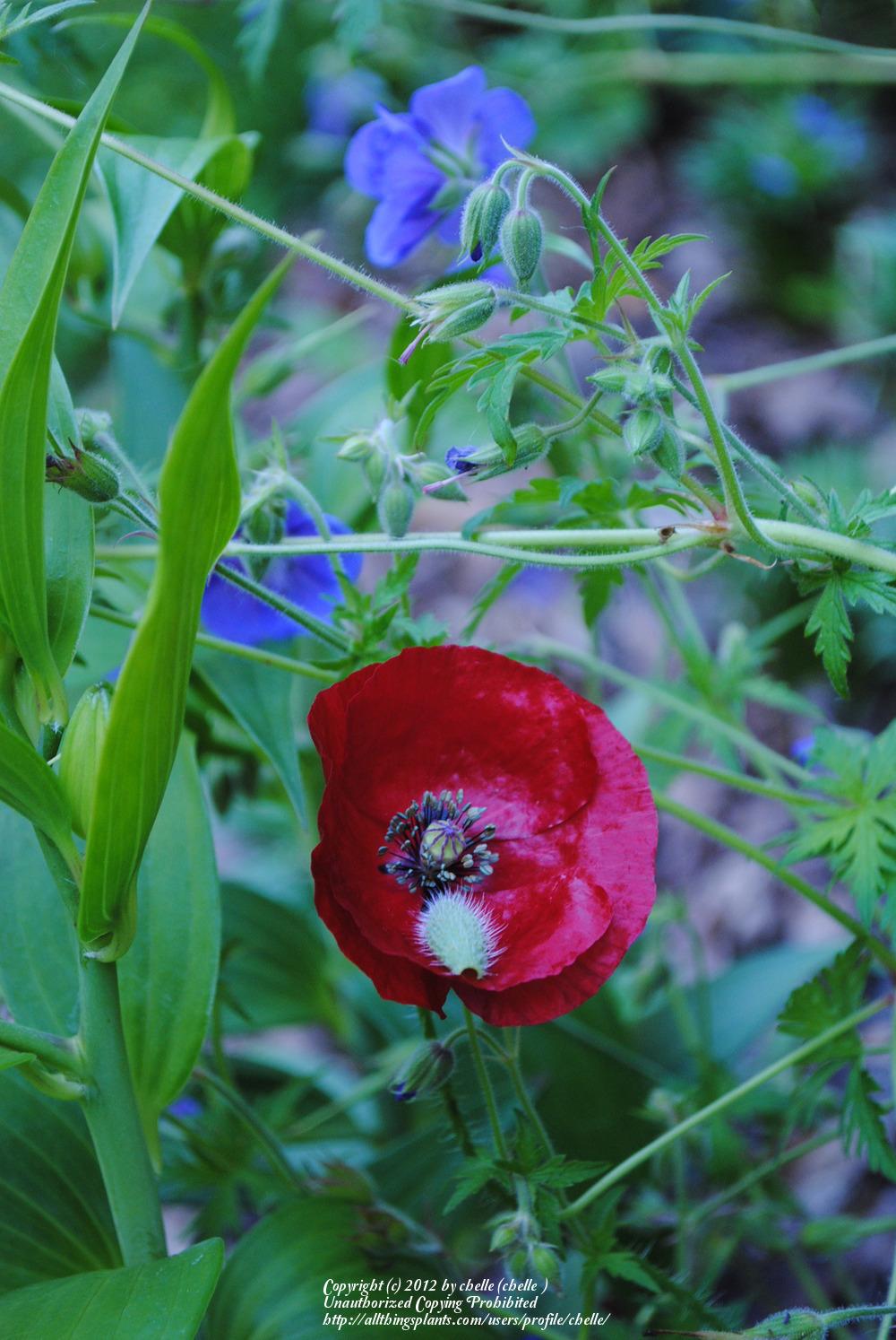Photo of Field Poppy (Papaver rhoeas) uploaded by chelle