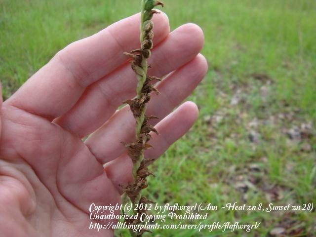 Photo of Florida Lady's Tresses (Spiranthes brevilabris var. floridana) uploaded by flaflwrgrl