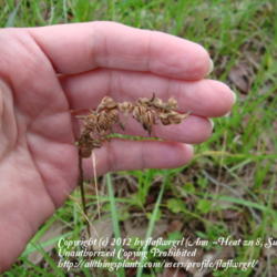 Location: zone 8 Lake City, Fl.
Date: 2012-06-01
spent seed pods