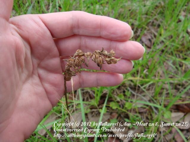 Photo of Florida Lady's Tresses (Spiranthes brevilabris var. floridana) uploaded by flaflwrgrl