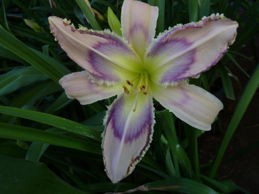 Photo of Daylily (Hemerocallis 'Entwined in the Vine') uploaded by lyle627