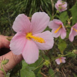 Location: Growing  in a ditch near the St Johns River
Date: 2012-06-07