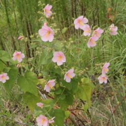 Location: Growing  in a ditch near the St Johns River
Date: 2012-06-07