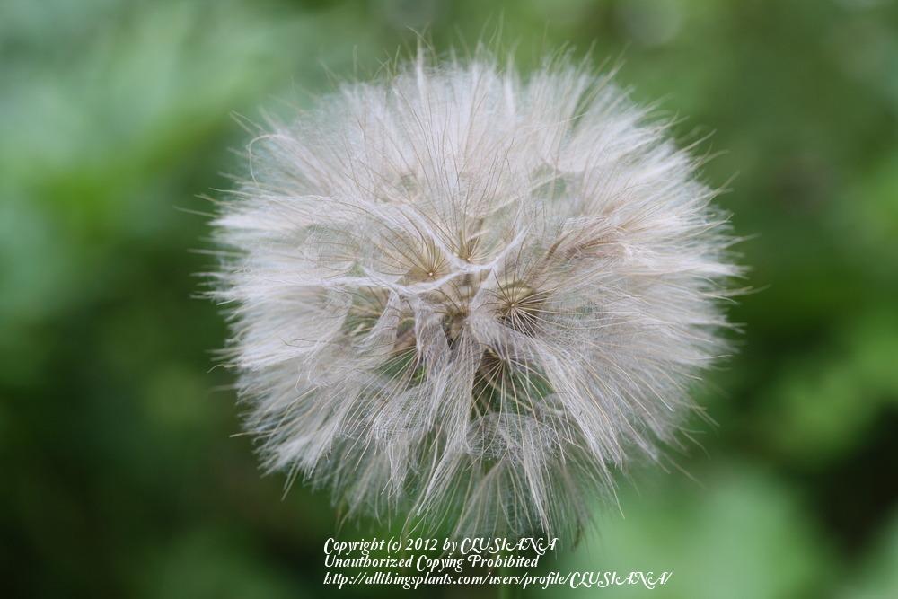 Photo of Oyster Plant (Tragopogon pratensis) uploaded by CLUSIANA