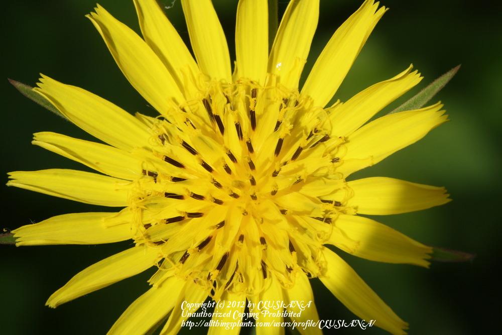Photo of Oyster Plant (Tragopogon pratensis) uploaded by CLUSIANA